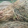 40 x Clover & Rye Grass 5x4 Round Bales 
