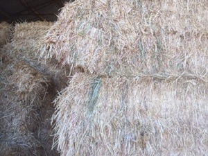 60 m/t of Oaten Hay 