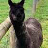 Female Alpaca (Prolific Sound Breeder)