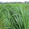 Young leafy Ryegrass Silage