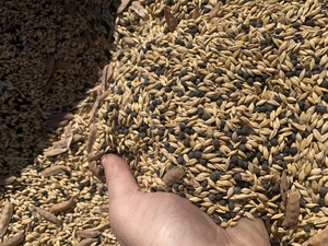 Popany Vetch Barley Mix For Sale