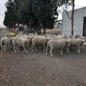 8 weathers and rams about 2 years old and in good condition. 