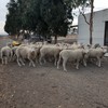 8 weathers and rams about 2 years old and in good condition. 