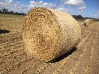 Wheaten Hay Round Rolls 5 x 4 