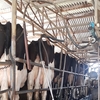 Wanted: Dairy Farm for Lease 