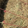 671 x Wheaten Hay 630kg 8x4x3 Bales