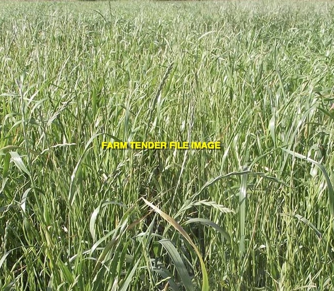 WANTED 5-6mt Tetila Ryegrass Seed