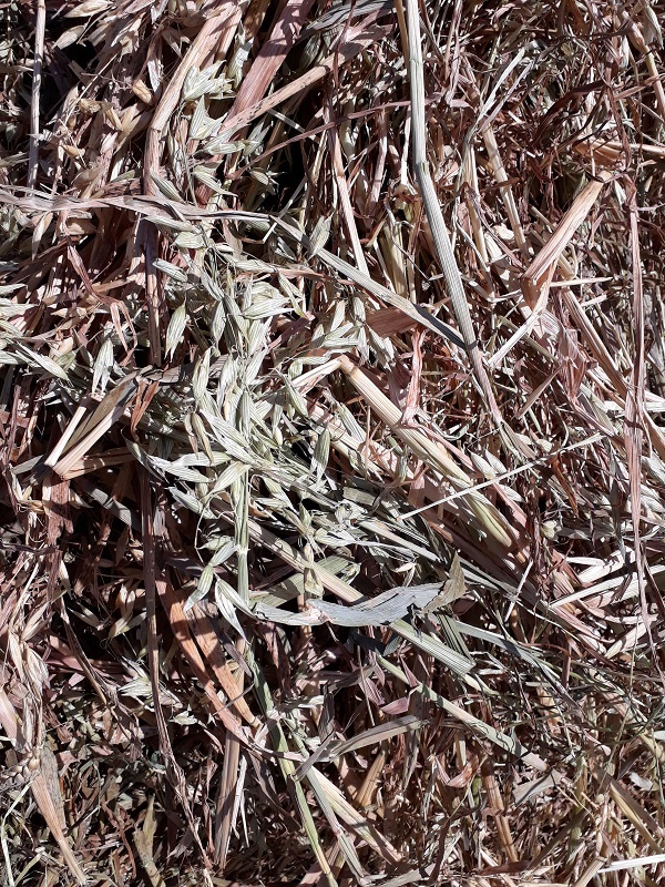  Oaten hay for sale 100 - 5x4 rolls. 2019 season - Sold Per Bale