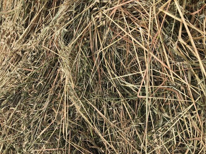 250 x 500kg 8x4x3 Bales of New Season Hay (2 Varieties) 