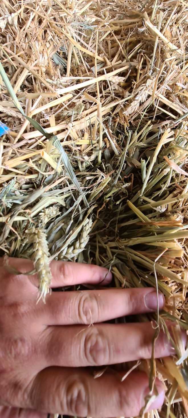 Wheaten Hay Small Square Bales