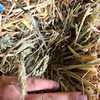 Wheaten Hay Small Square Bales