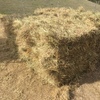 Horse quality pasture hay