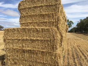100 x Wheaten Straw 460kg 8x4x3 Bales