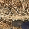 Barley Straw
