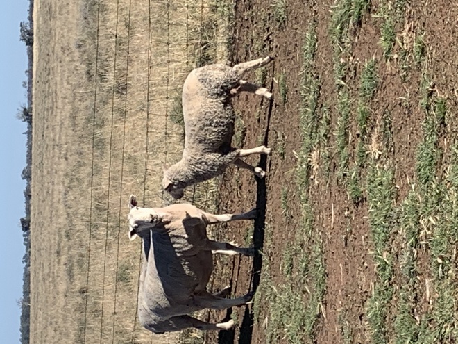 50 Composite Ewe Lambs