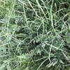 Wheat & Vetch + Pasture Mix Hay 325kg 4'' x 4'6” Round Bales