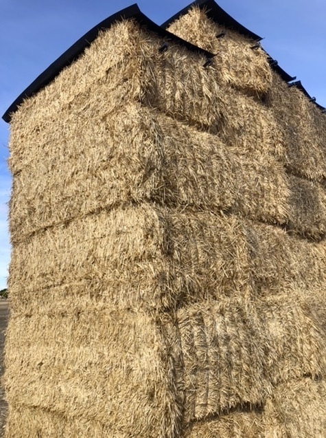 350mt Wheaten Hay 720kg 8x4x3 Bales
