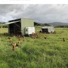 Automated Portable Chicken Caravans for Sale 300