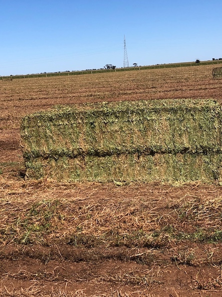 300mt Vetch Hay 730kg 8x4x3 Bales