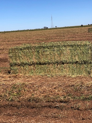 300mt Vetch Hay 730kg 8x4x3 Bales