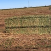 300mt Vetch Hay 730kg 8x4x3 Bales