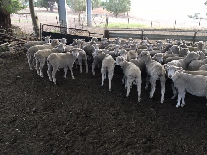 200 mixed sex composite lambs