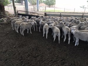 200 mixed sex composite lambs