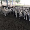 200 mixed sex composite lambs