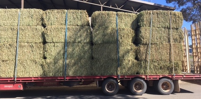 New Season Canola Hay for sale in 8x4x3’s - See Test