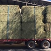 New Season Canola Hay for sale in 8x4x3’s - See Test