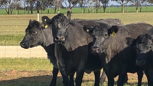 12 x PTIC Angus Shorthorn Cross Cows to Shorthorn Bull