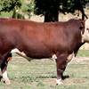 YavenVale Poll Hereford Bull Sale 17th of Feb 2021