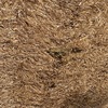 2019 Vetch Hay 8x4x3 Bales
