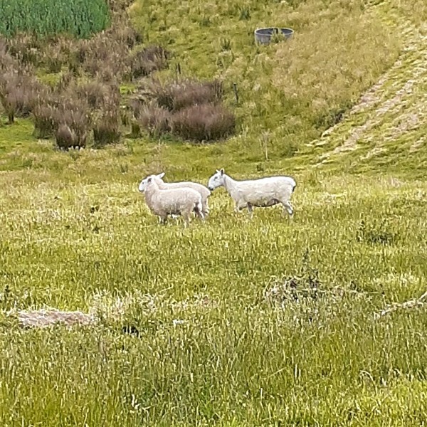 Border Leicester Ewe lambs 