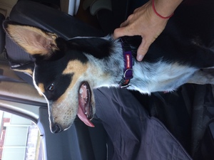 WANTED Female Cattle Dog Cross Kelpie