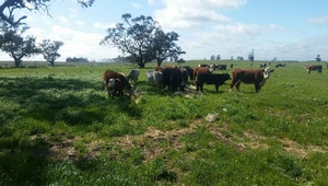 Freehold Groundwater Bore Farm