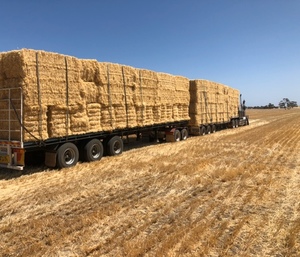 Shedded Barley Straw - conventional header straw