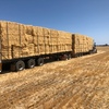 Shedded Barley Straw - conventional header straw