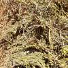 Vetch Hay 590kg 8x4x3 Bales (New Season)