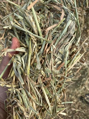 50mt Wheaten Hay 620kg 8x4x3 Bales - A1 Quality
