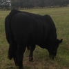 Black Poll Limousin Bull 