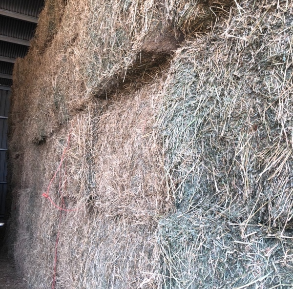 45  Bales Lucerne Hay in 8x4x3’s - SOLD PER BALE