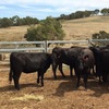 19 EU accredited PTIC Angus heifers.