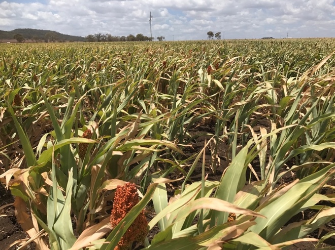  Sorghum Sentinal Grain 4x4 round bales.  