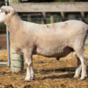 Under Auction - Lot 1 Highlander Ram 190335 (DLE Ram Auction A100 - 10th Sept via Auctionsplus)