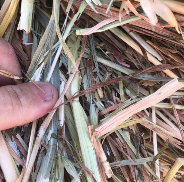Oaten Hay Rolls For Sale Ex Farm or Can Freight 
