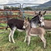 2yo Male Donkey 