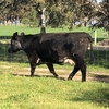 12 x PTIC Angus Shorthorn Cross Cows to Shorthorn Bull