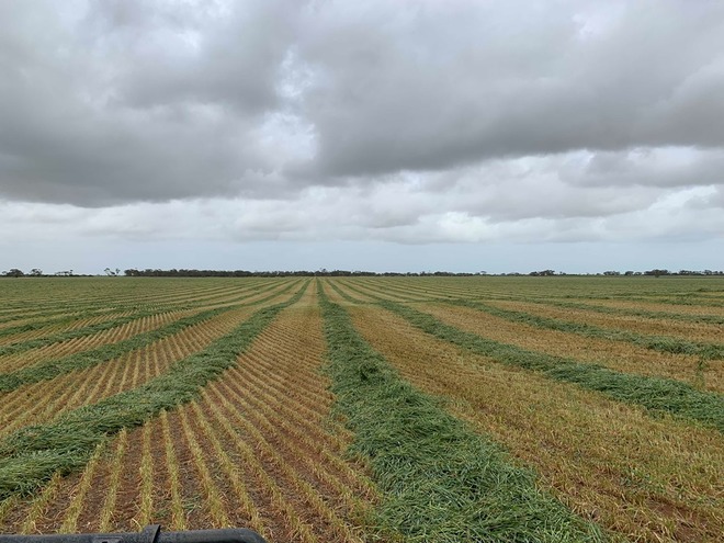 New Season Wheaten Hay 700kg 8x4x3 Bales