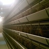40 x 8m Fully environmentally controlled Chicken raring shed and Gear for Sale
